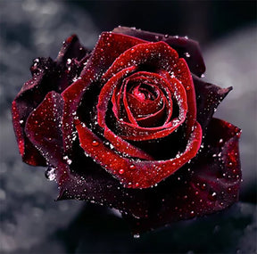 DIAMOND PAINTING -rote Rose